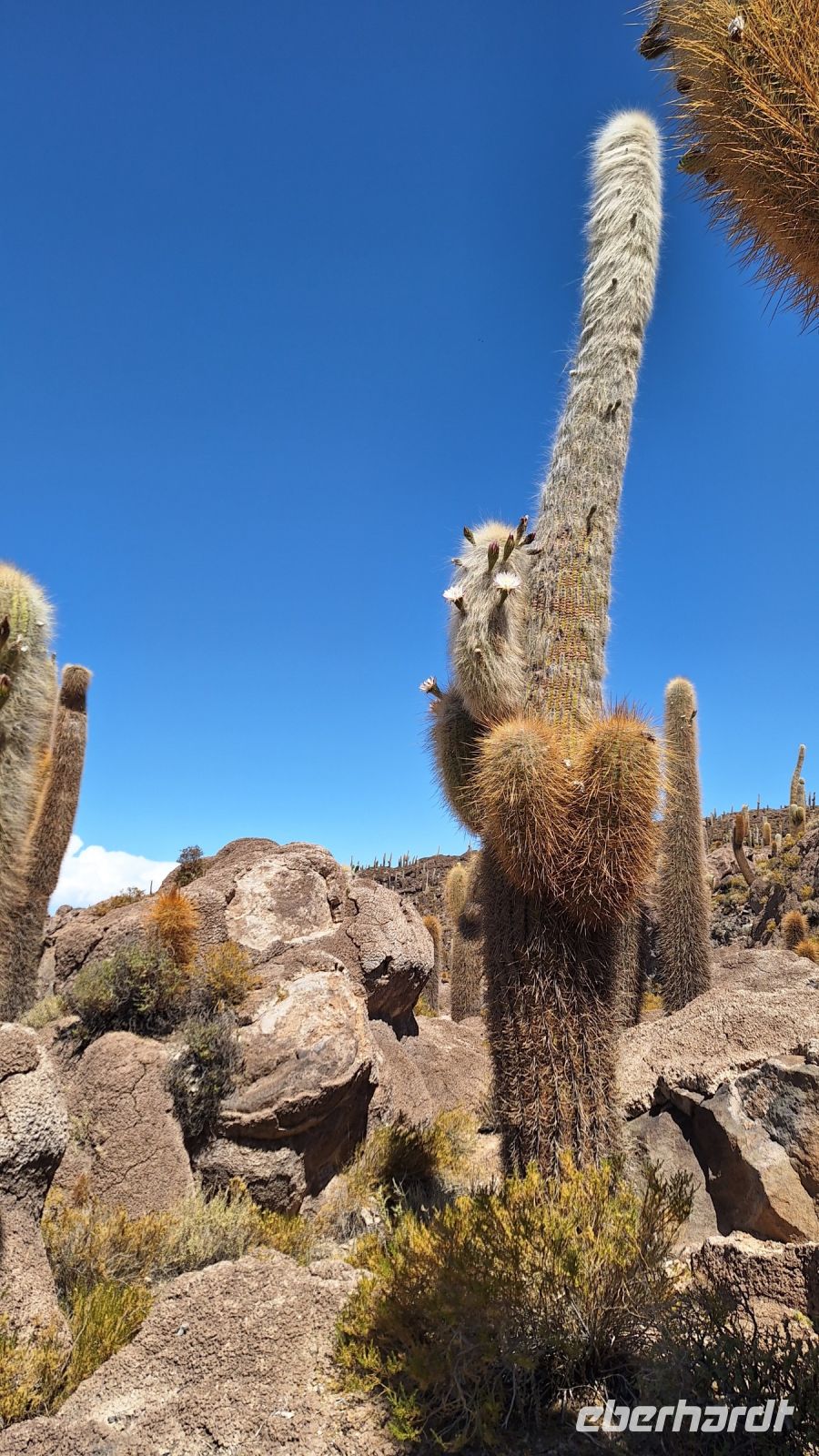 Uyuni Salzsee: Insel Incahuasi &ndash; &copy; Sinah Witzig (Eberhardt TRAVEL)