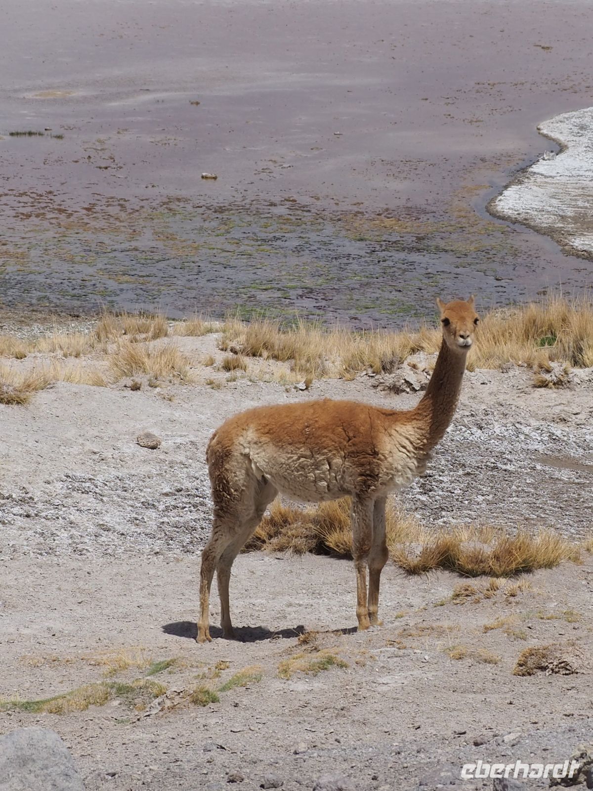 Vicuña &ndash; &copy; Sinah Witzig (Eberhardt TRAVEL)