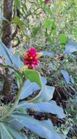 Wanderung im Amboro Nationalpark mit Guide Rocky &ndash; &copy; Sinah Witzig (Eberhardt TRAVEL)