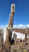 Uyuni Salzsee: Insel Incahuasi &ndash; &copy; Sinah Witzig (Eberhardt TRAVEL)