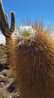 Uyuni Salzsee: Insel Incahuasi &ndash; &copy; Sinah Witzig (Eberhardt TRAVEL)