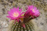 Kaktus &ndash; &copy; Benjamin Rodriguez Manzanares (Eberhardt TRAVEL)