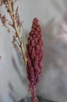 Quinoa &ndash; &copy; Marianne Förster (Eberhardt TRAVEL)