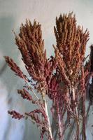 Quinoa &ndash; &copy; Marianne Förster (Eberhardt TRAVEL)