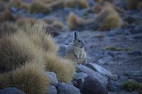 Viscacha &ndash; &copy; Marianne Förster (Eberhardt TRAVEL)