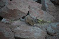 Viscacha &ndash; &copy; Marianne Förster (Eberhardt TRAVEL)