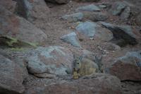 Viscacha &ndash; &copy; Marianne Förster (Eberhardt TRAVEL)