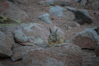 Viscacha &ndash; &copy; Marianne Förster (Eberhardt TRAVEL)
