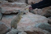 Viscacha &ndash; &copy; Marianne Förster (Eberhardt TRAVEL)