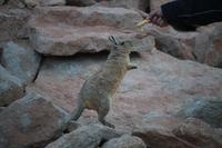 Viscacha &ndash; &copy; Marianne Förster (Eberhardt TRAVEL)