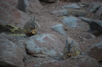 Viscacha &ndash; &copy; Marianne Förster (Eberhardt TRAVEL)