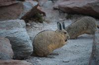 Viscacha &ndash; &copy; Marianne Förster (Eberhardt TRAVEL)