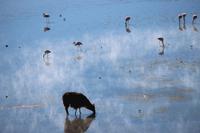 Laguna Colorada &ndash; &copy; Marianne Förster (Eberhardt TRAVEL)