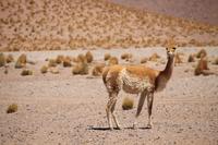 Vicuna &ndash; &copy; Marianne Förster (Eberhardt TRAVEL)