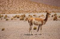Vicuna &ndash; &copy; Marianne Förster (Eberhardt TRAVEL)