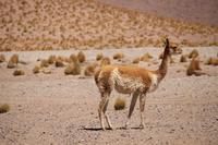 Vicuna &ndash; &copy; Marianne Förster (Eberhardt TRAVEL)