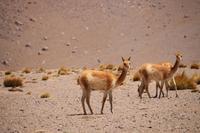Vicunas &ndash; &copy; Marianne Förster (Eberhardt TRAVEL)