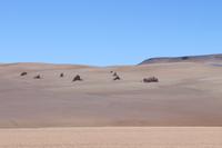 Salvador-Dali-Wüste &ndash; &copy; Marianne Förster (Eberhardt TRAVEL)