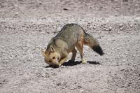 Wüstenfuchs &ndash; &copy; Marianne Förster (Eberhardt TRAVEL)