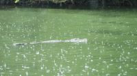40. Krokodilsichtung & erster tropischer Regenguss &ndash; &copy; Teresa Rumpel (Eberhardt TRAVEL)