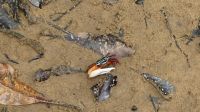 64. Bako Nationalpark &ndash; &copy; Teresa Rumpel (Eberhardt TRAVEL)