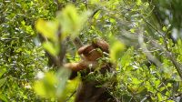 87. Bako Nationalpark - erster Langnasenaffe &ndash; &copy; Teresa Rumpel (Eberhardt TRAVEL)