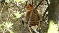 90. Bako Nationalpark - erster Langnasenaffe &ndash; &copy; Teresa Rumpel (Eberhardt TRAVEL)