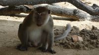 93. Bako Nationalpark - Langschwanzmakak &ndash; &copy; Teresa Rumpel (Eberhardt TRAVEL)