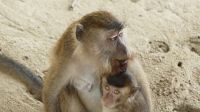 95. Bako Nationalpark - Langschwanzmakak &ndash; &copy; Teresa Rumpel (Eberhardt TRAVEL)
