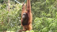 134. Semenggoh Wildlife Centre - Orang Utans &ndash; &copy; Teresa Rumpel (Eberhardt TRAVEL)