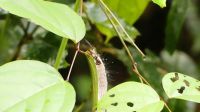 173. Mulu Nationalpark &ndash; &copy; Teresa Rumpel (Eberhardt TRAVEL)