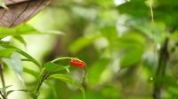 174. Mulu Nationalpark &ndash; &copy; Teresa Rumpel (Eberhardt TRAVEL)