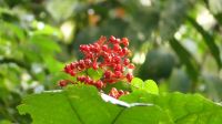 177. Mulu Nationalpark &ndash; &copy; Teresa Rumpel (Eberhardt TRAVEL)