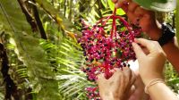280. Mt. Kinabalu Nationalpark - Subtropischer Regenwald - Botanischer Garten - zum Probieren &ndash; &copy; Teresa Rumpel (Eberhardt TRAVEL)