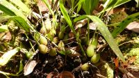 284. Mt. Kinabalu Nationalpark - Subtropischer Regenwald - Botanischer Garten &ndash; &copy; Teresa Rumpel (Eberhardt TRAVEL)