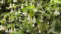 291. Mt. Kinabalu Nationalpark - Subtropischer Regenwald - Botanischer Garten &ndash; &copy; Teresa Rumpel (Eberhardt TRAVEL)