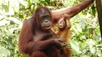 339. Sepilok Orang Utan Sanctuary &ndash; &copy; Teresa Rumpel (Eberhardt TRAVEL)