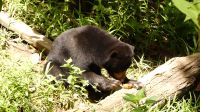 351. Sun Bear Auffangstation &ndash; &copy; Teresa Rumpel (Eberhardt TRAVEL)