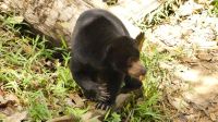 354. Sun Bear Auffangstation &ndash; &copy; Teresa Rumpel (Eberhardt TRAVEL)