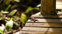 408. Spaziergang entlang des Boardwalks der Rainforest Lodge Sukau &ndash; &copy; Teresa Rumpel (Eberhardt TRAVEL)