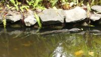 459. La Rasa Ria Reserve &ndash; &copy; Teresa Rumpel (Eberhardt TRAVEL)