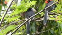 460. La Rasa Ria Reserve &ndash; &copy; Teresa Rumpel (Eberhardt TRAVEL)