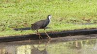 464. La Rasa Ria Reserve &ndash; &copy; Teresa Rumpel (Eberhardt TRAVEL)
