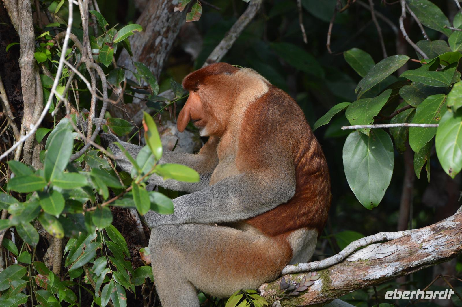 Kalimantan Nasenaffe 5 &ndash; &copy; Hubert Lücker (Eberhardt TRAVEL)