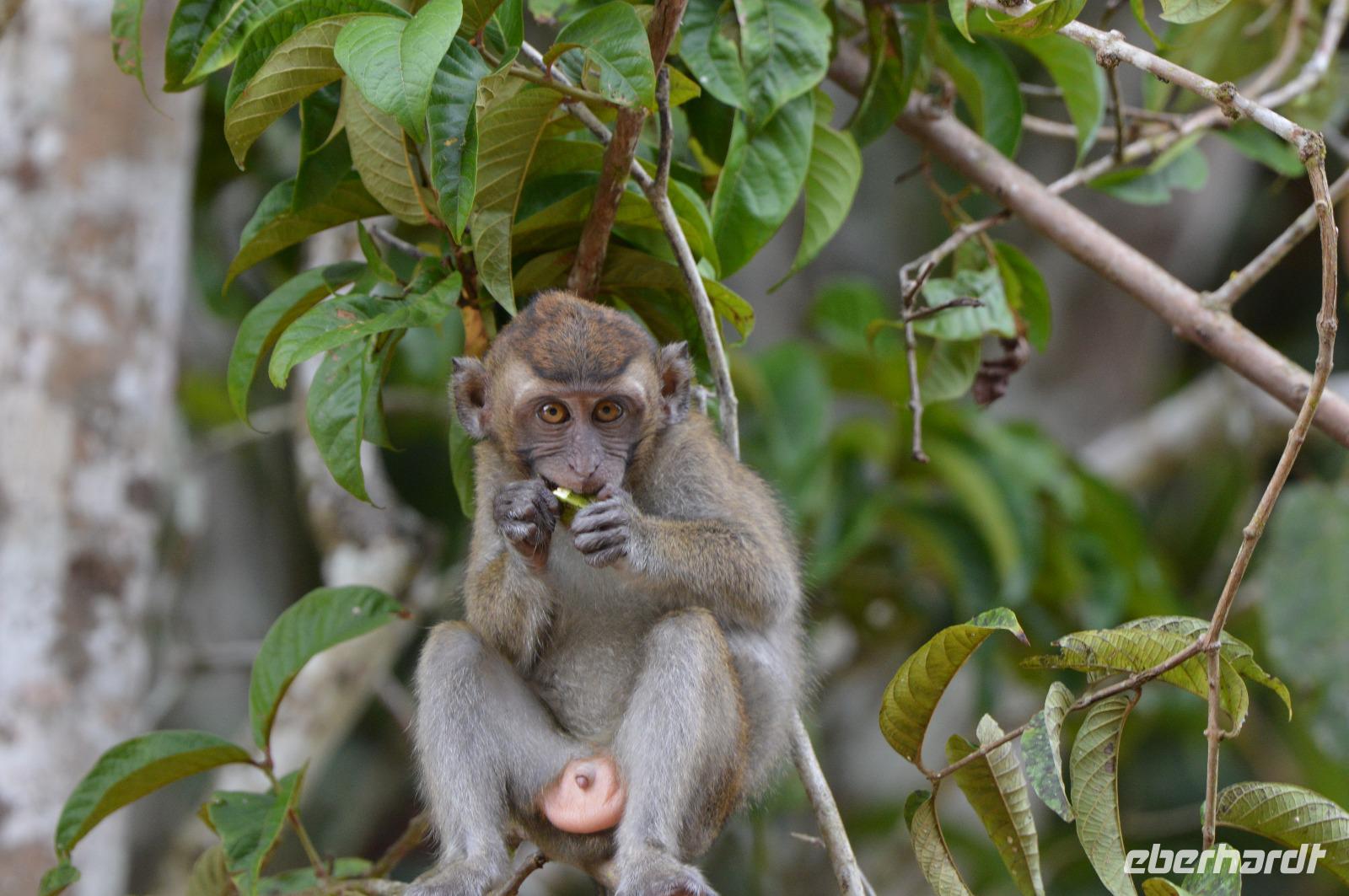 Kinabatagan Javaneraffe &ndash; &copy; Hubert Lücker (Eberhardt TRAVEL)