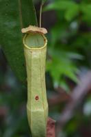 Kalimantan Kannenpflanze &ndash; &copy; Hubert Lücker (Eberhardt TRAVEL)