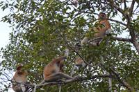 Kalimantan nasenaffe 3 &ndash; &copy; Hubert Lücker (Eberhardt TRAVEL)