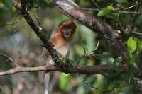 Kalimantan Nasenaffe 6 &ndash; &copy; Hubert Lücker (Eberhardt TRAVEL)