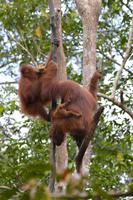 Kalimantan Oang 5 &ndash; &copy; Hubert Lücker (Eberhardt TRAVEL)