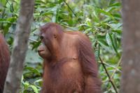 Kalimantan Orang 1 &ndash; &copy; Hubert Lücker (Eberhardt TRAVEL)